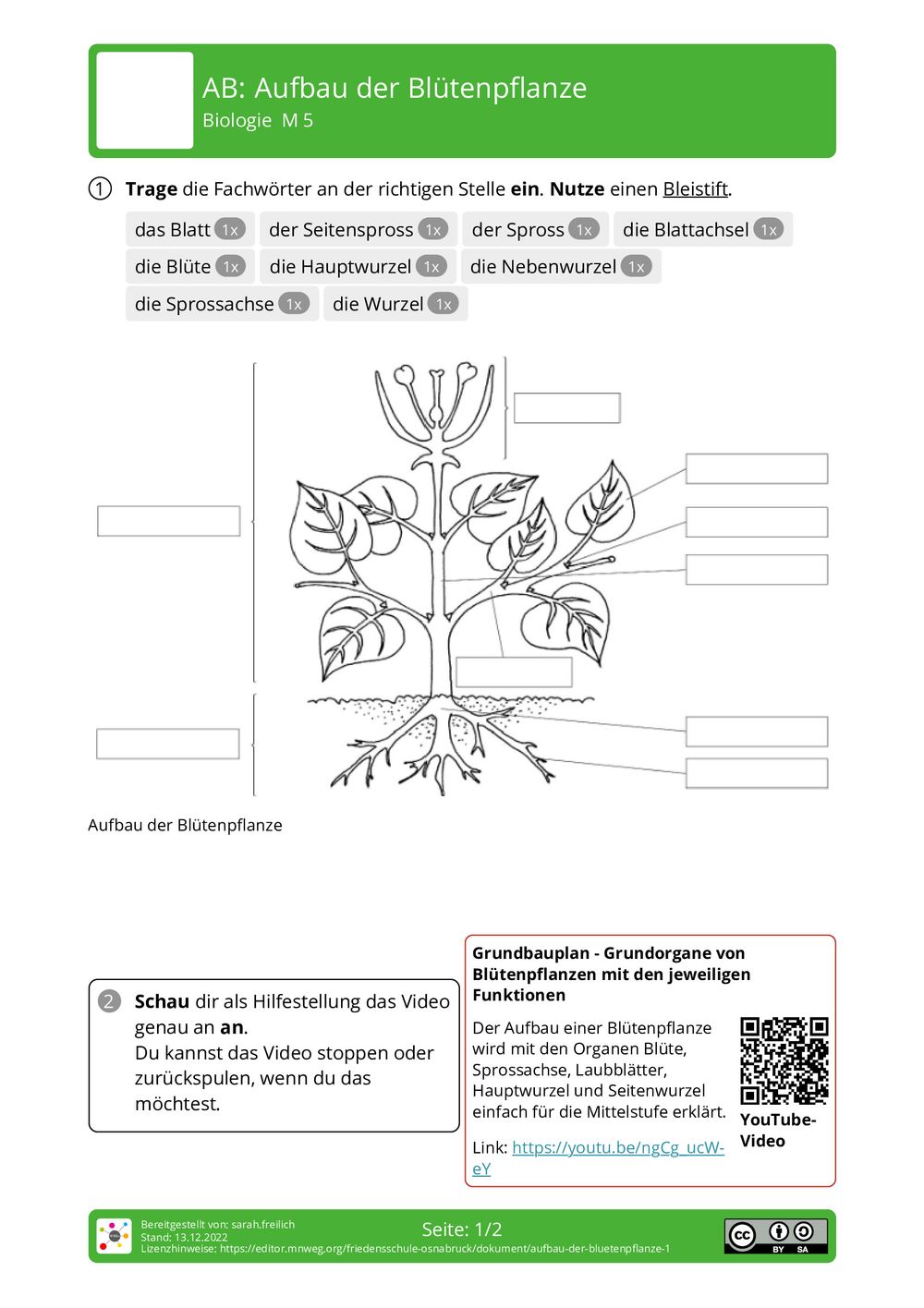 Aufbau Einer Blütenpflanze Arbeitsblatt 5. Klasse Arbeitsblatt - Aufbau der Blütenpflanze - Biologie - mnweg.org