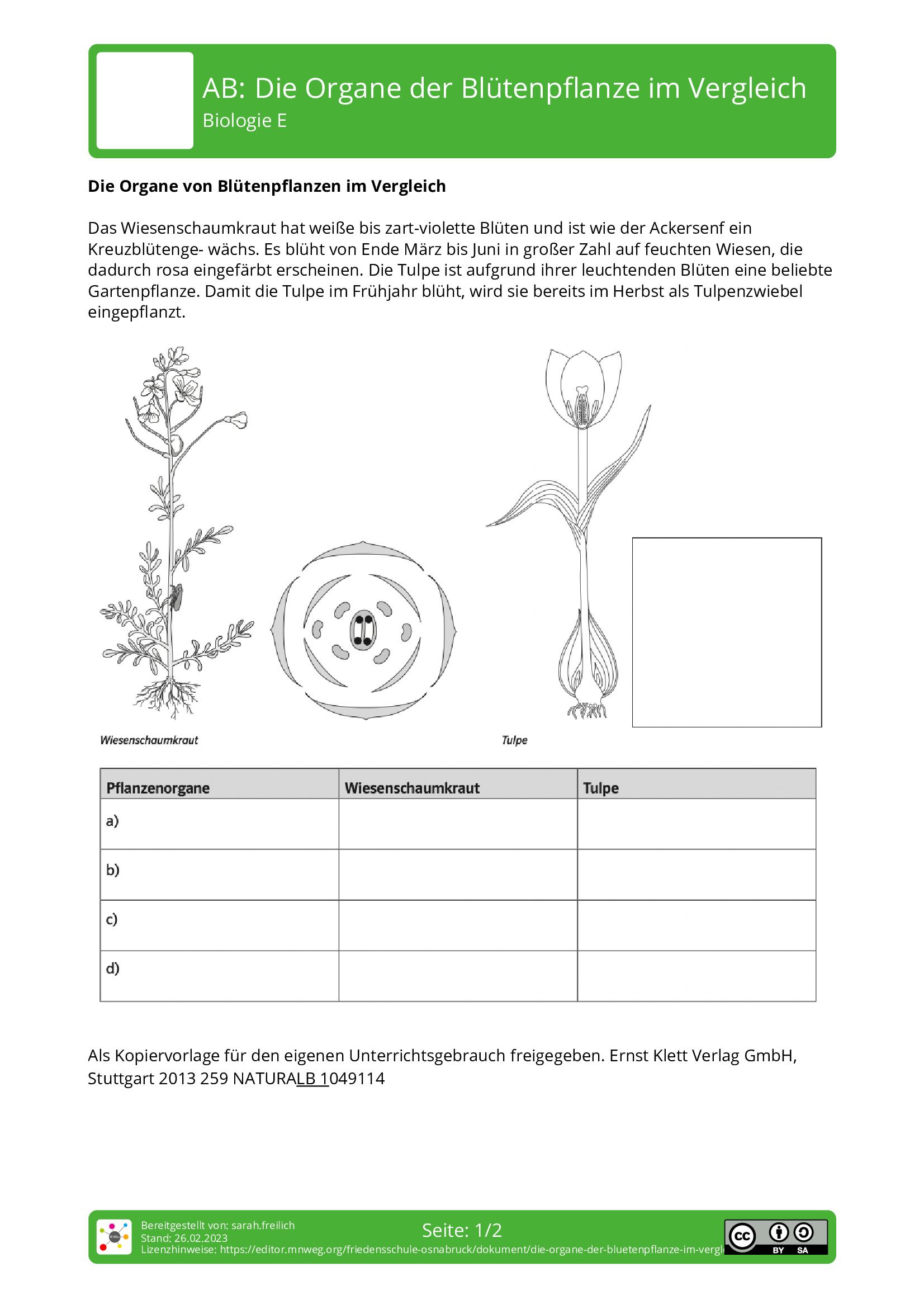 Arbeitsblatt - Die Organe Der Blütenpflanze Im Vergleich - Biologie ...