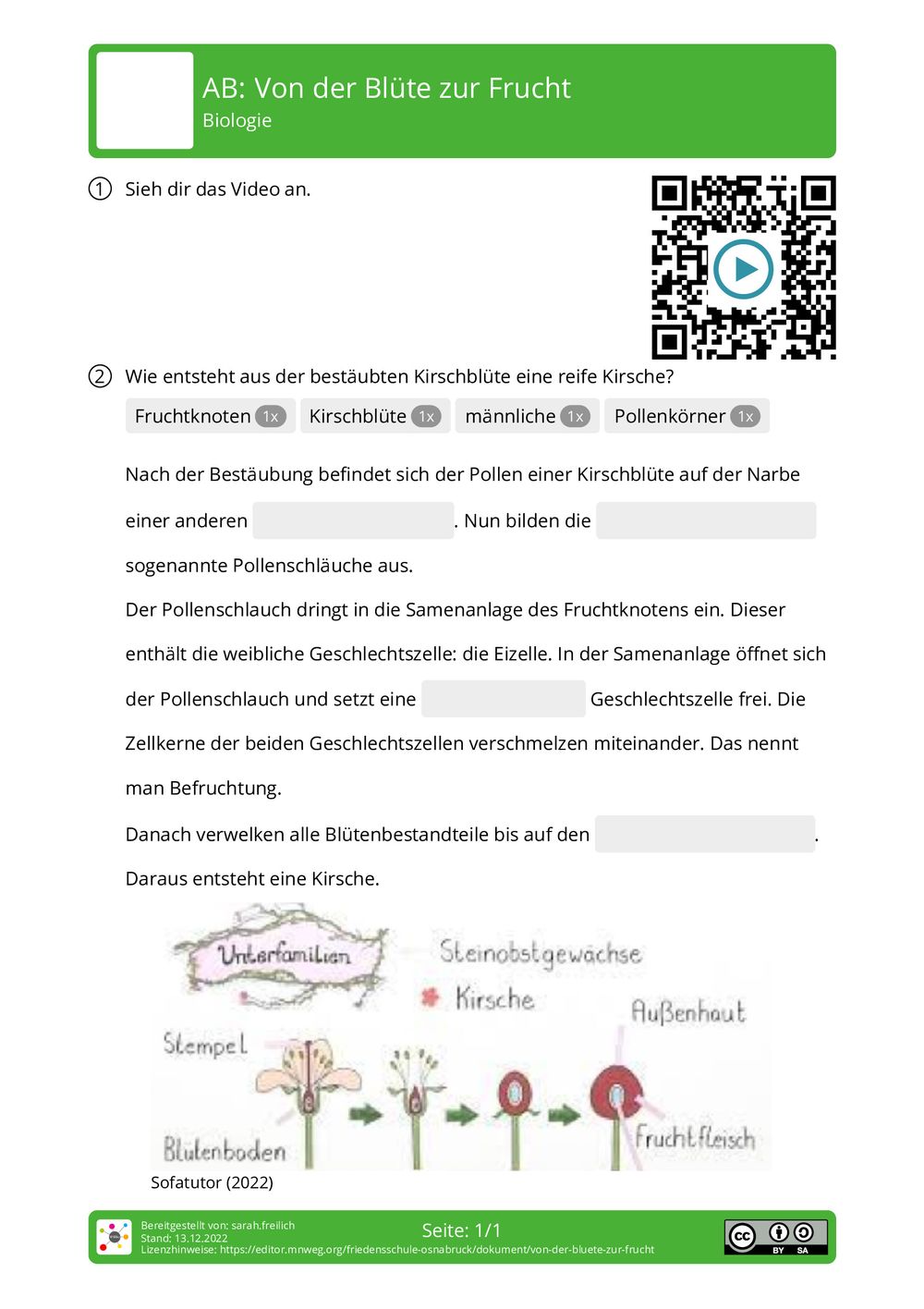 Von Der Blüte Zur Frucht Arbeitsblatt Lösungen