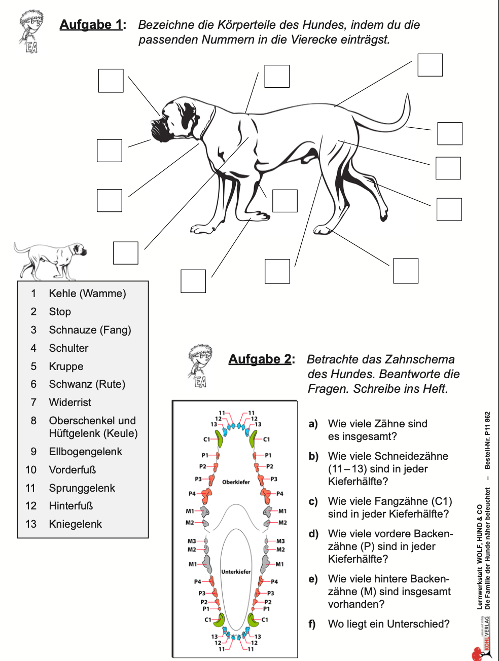 Arbeitsblatt Körperbau des Hundes Biologie