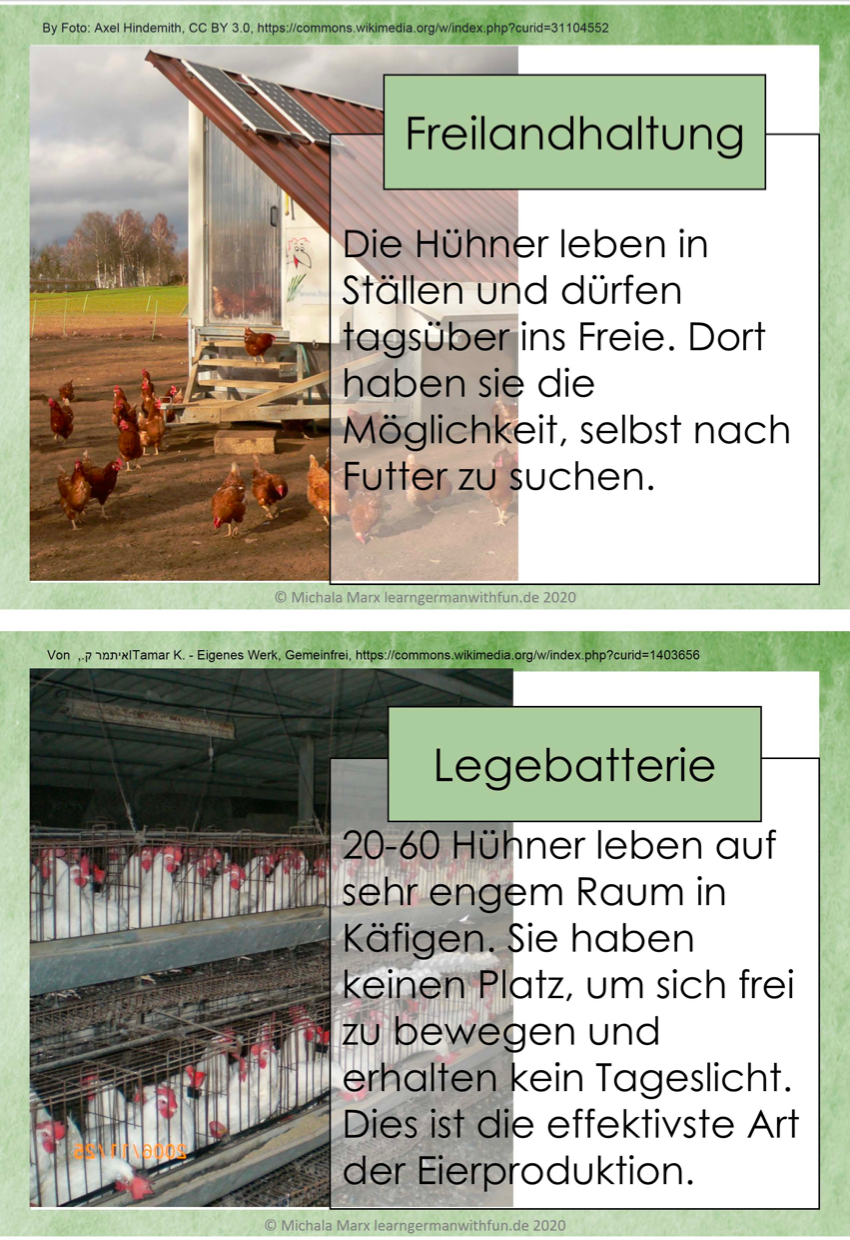Arbeitsblatt Wie werden Hühner auf Bauernhöfen gehalten? Biologie Arbeitsblatt Wie werden Hühner auf Bauernhöfen gehalten? Biologie