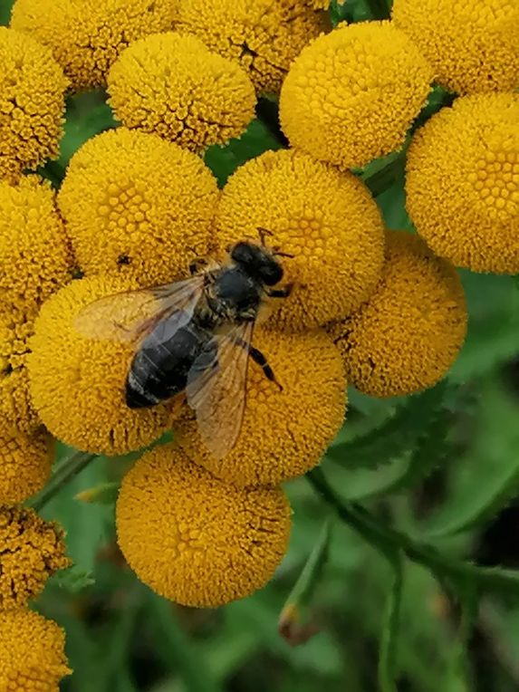 Arbeitsblatt verschiedene Reimarten Deutsch Textsorten (Lyrik
